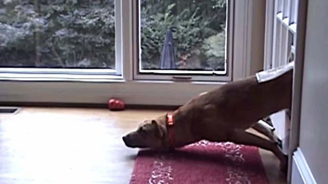 こんなはずじゃなかったのに 犬らしくあることに失敗してしまった犬たちのワンシーン詰め合わせ カラパイア