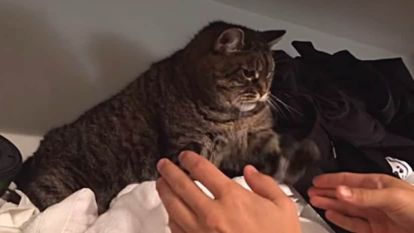 イヤにゃ ずっとここにいたいんにゃ と クローゼットから出てこない猫 カラパイア