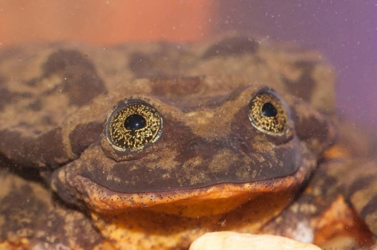 銀河のような目を持つカエルのロミオ 種最後の生き残りと考えられていたが10年後 ついにジュリエットと巡り合える カラパイア