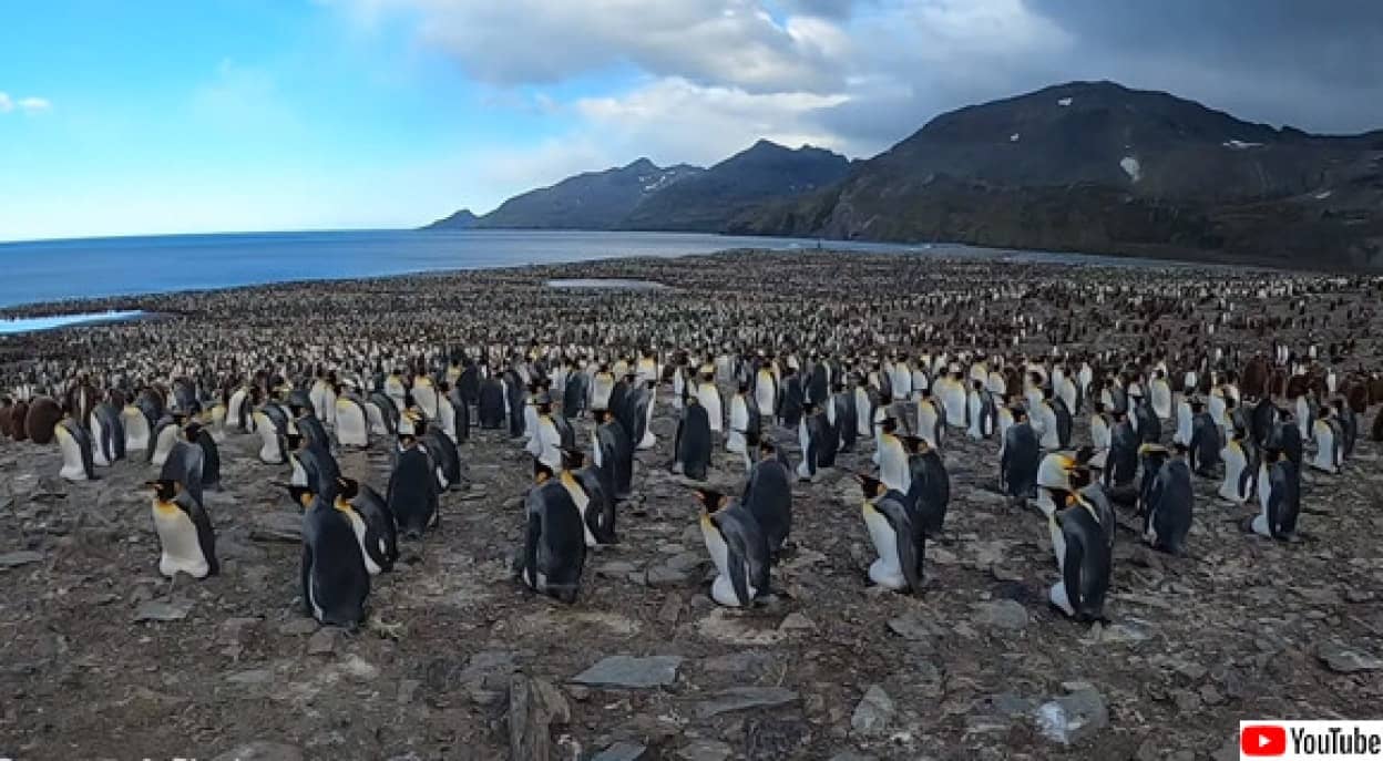 ペンギンの群れ