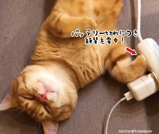 ただいま充電中の猫。フルチャージするとこうなった！