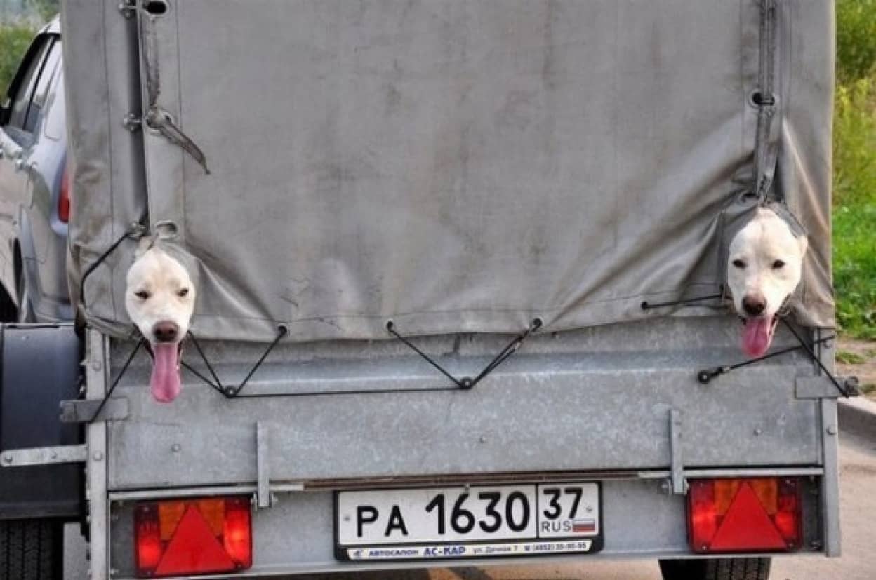 コピペ疑惑 分身した感のある動物たちの面白画像 カラパイア コピペ疑惑 分身した感のある動物たちの面白画像 カラパイア