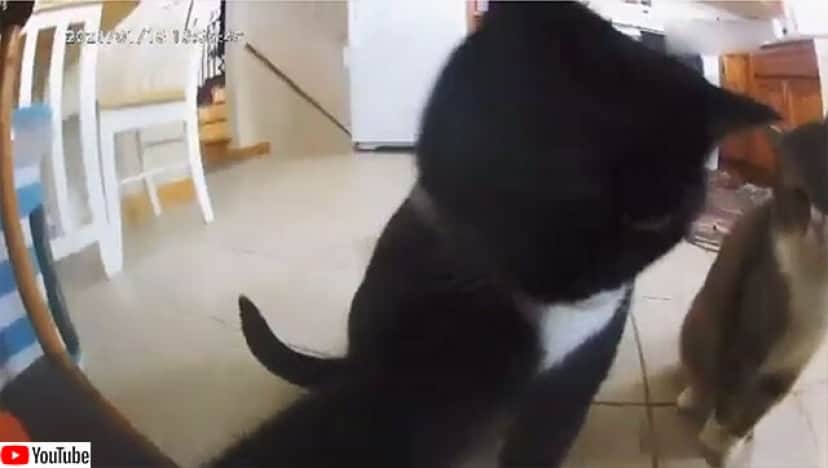 こいつは叩けばでてくるやつ」カメラ付き自動給餌器を猫がノックダウンさせた瞬間 : カラパイア