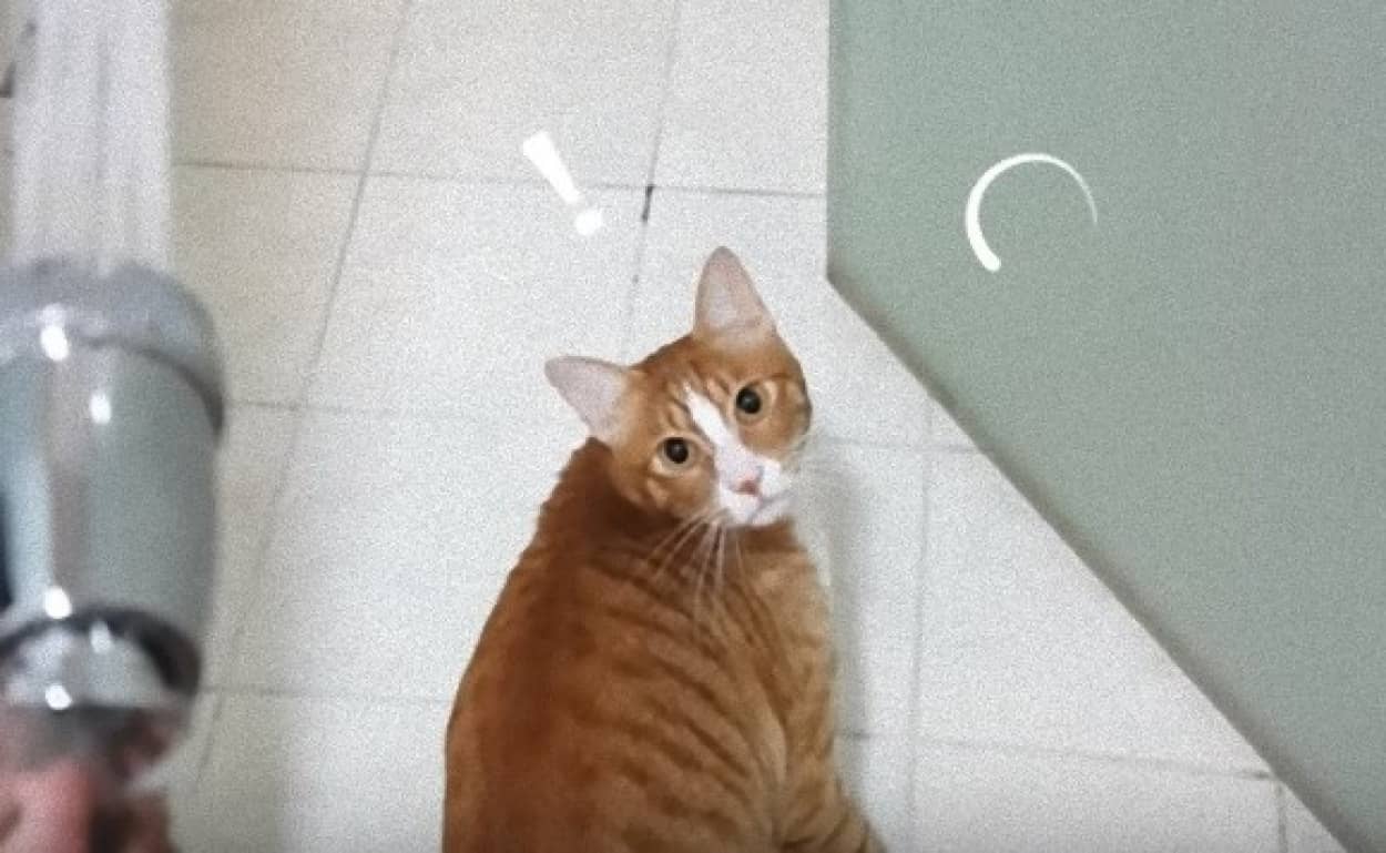 レアケース 水遊びが好きな猫 シャワーで舞い上がる カラパイア