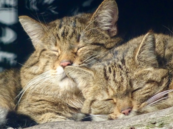 運命の糸は切れることなくつながっていた。施設に託した2匹の猫と2人の女性の物語