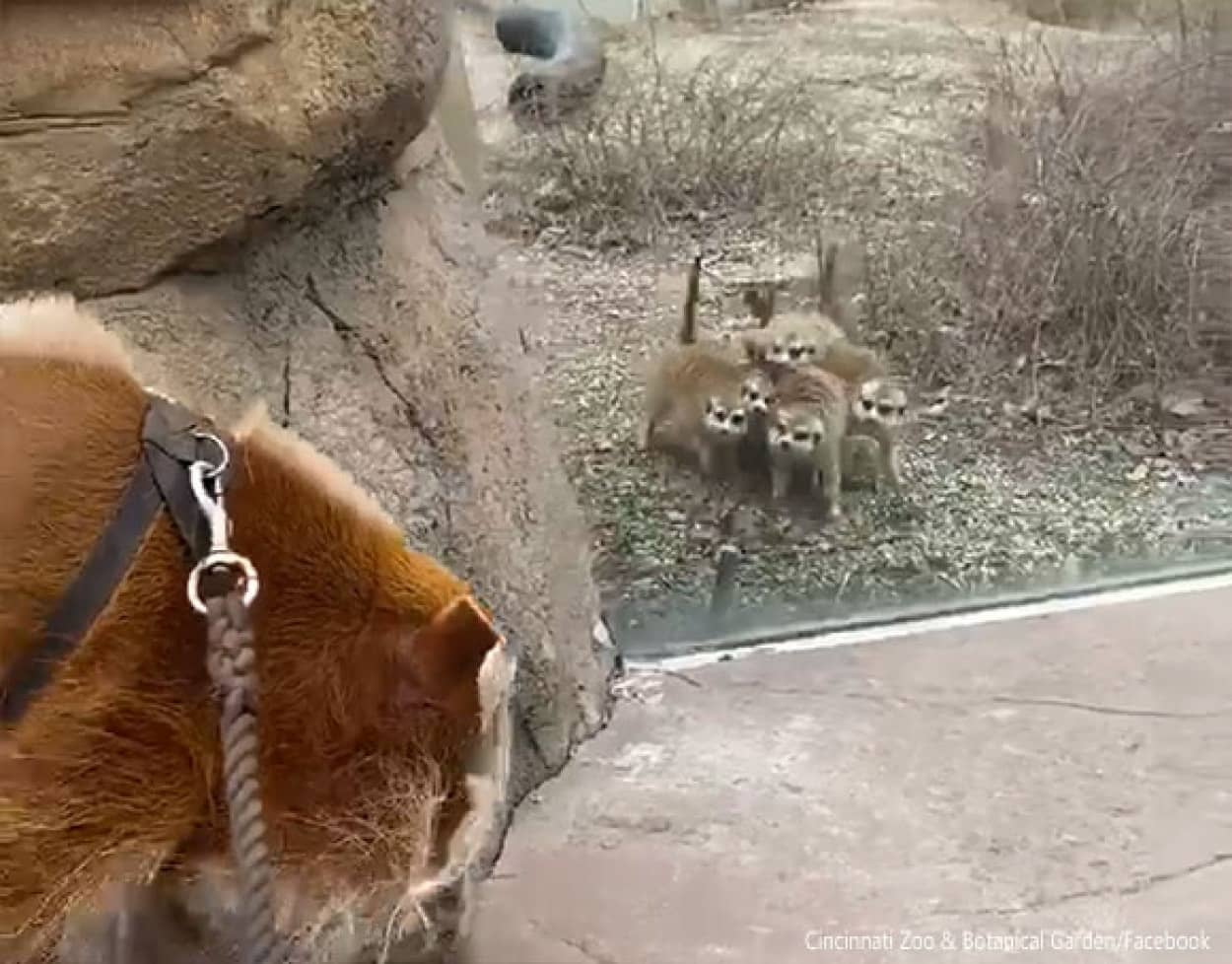 猪散歩 ミーアキャット 初めて見るイノシシに好奇心が加速する アメリカ カラパイア 猪散歩 ミーアキャット 初めて見るイノシシに好奇心が加速する アメリカ カラパイア