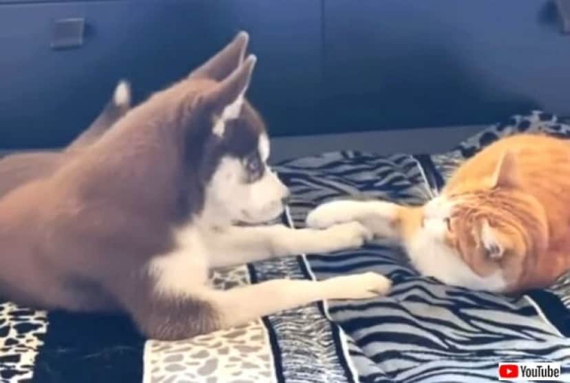 まったり仲良しわんことにゃんこ ハスキーの子犬と猫のいちゃこらタイムに和んじゃおう カラパイア まったり仲良しわんことにゃんこ ハスキーの子犬と猫のいちゃこらタイムに和んじゃおう カラパイア