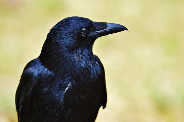 crow-1347374_640