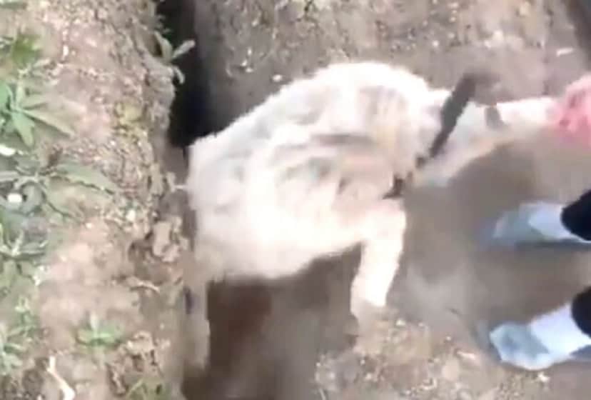 溝にハマった羊 せっかく助けてもらったのに 逃げた拍子にまた同じ溝にジャンプイン カラパイア 溝にハマった羊 せっかく助けてもらったのに 逃げた拍子にまた同じ溝にジャンプイン カラパイア