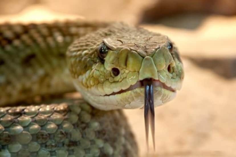 speckled-rattlesnake-gd2e07d694_640_e