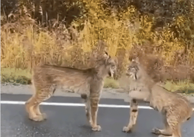 カナダオオヤマネコが路上でタイマン対決 にらみ合ってからのファイッ カラパイア
