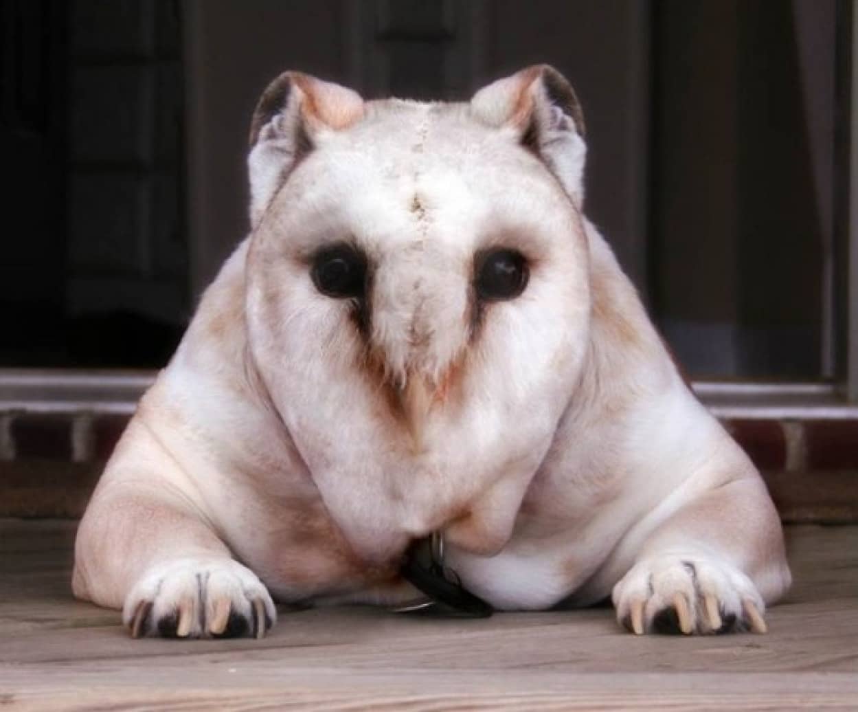 猫とフクロウの合体に味を占めたコラ職人 犬とフクロウを合体させてみた こうなった カラパイア