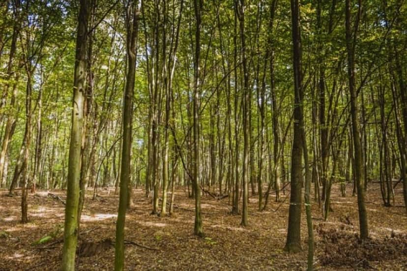 forest-976766_640_e