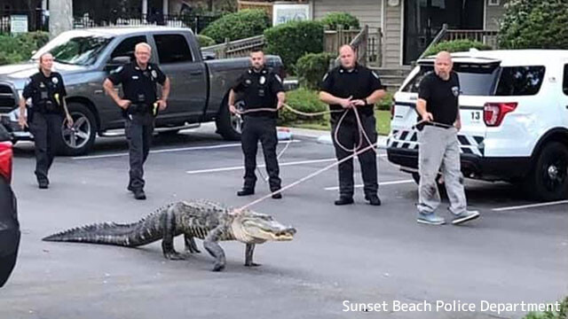 ワニ散歩？警官たちがワニを散歩させているようにしか見えない一枚の写真