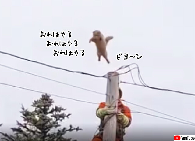 お前らの手など借りん！電柱の上にいる飼い猫を救助しようとしたところ自力で大ジャンプ