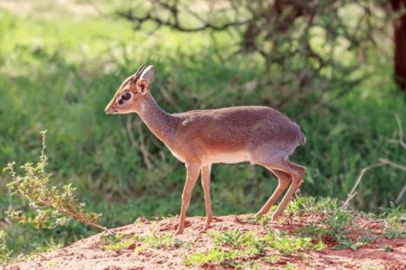 dikdik5_e