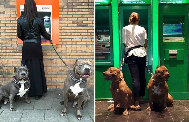 ATM強盗から飼い主を守ってくれる強そうな犬たち
