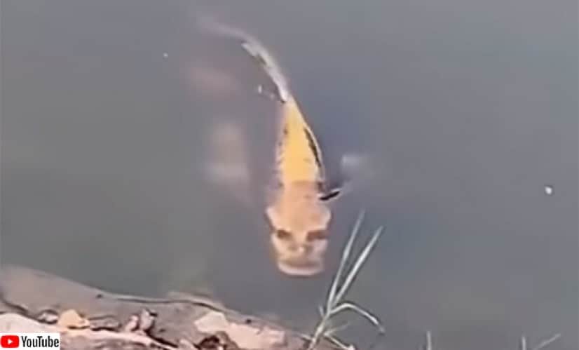 その魚 あまりにも人面魚 人の顔そっくりの模様を持つ鯉の姿が話題に カラパイア