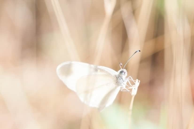 dragonfly-918571_640_e