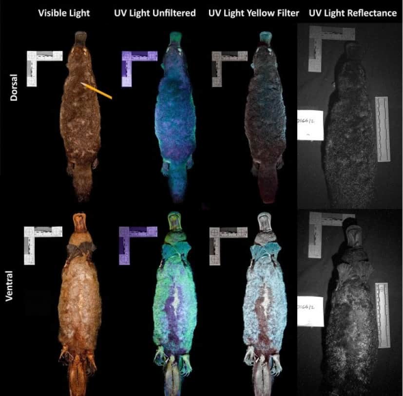 カモノハシの生物発光