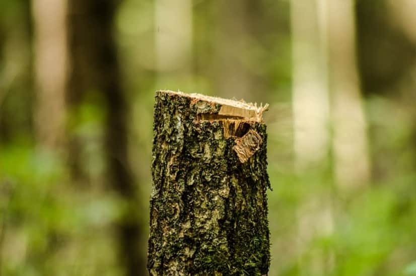 forest-2865954_640