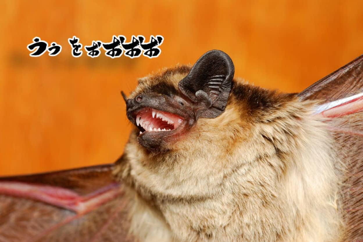 コウモリのデスボイス