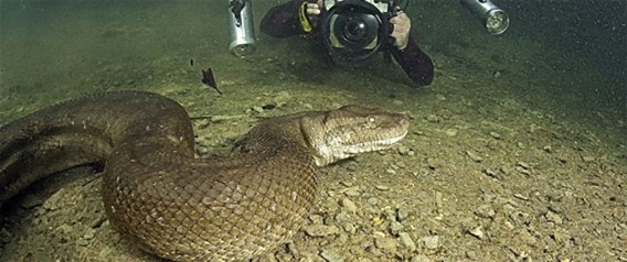 ダイバー冥利につきる 全長8メートルの巨大アナコンダと水中ランデブー ブラジル カラパイア