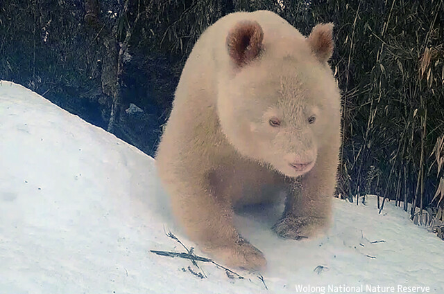 世界で唯一とされる白いアルビノパンダは元気に暮らしていた。最新映像が公開される