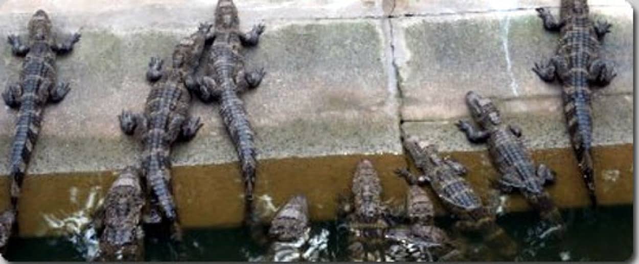中国で大量のワニが大脱走 見つけたら食べてよし と政府から通達 カラパイア