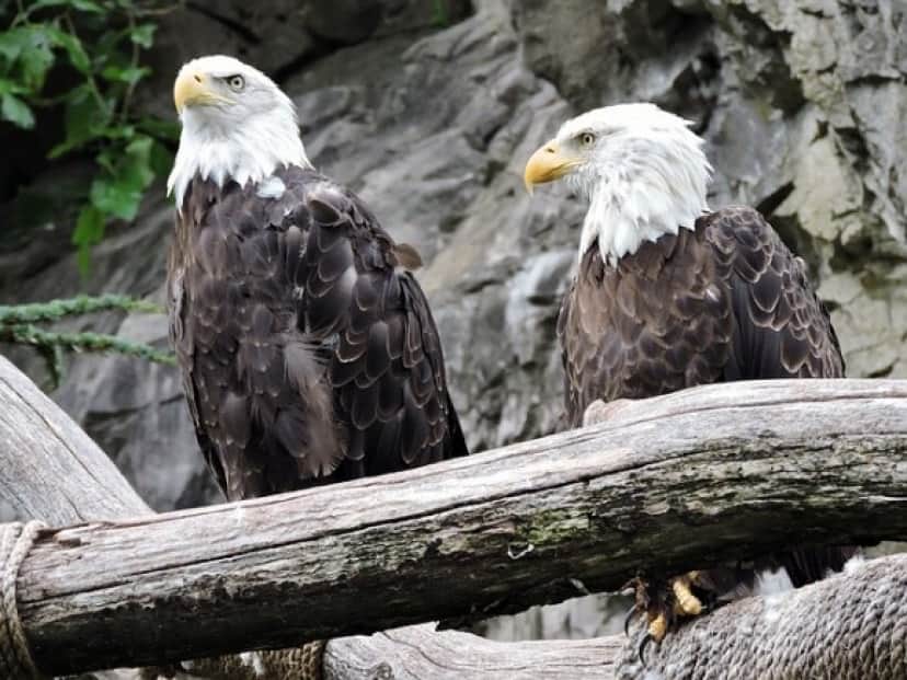 eagles-1206429_640_e