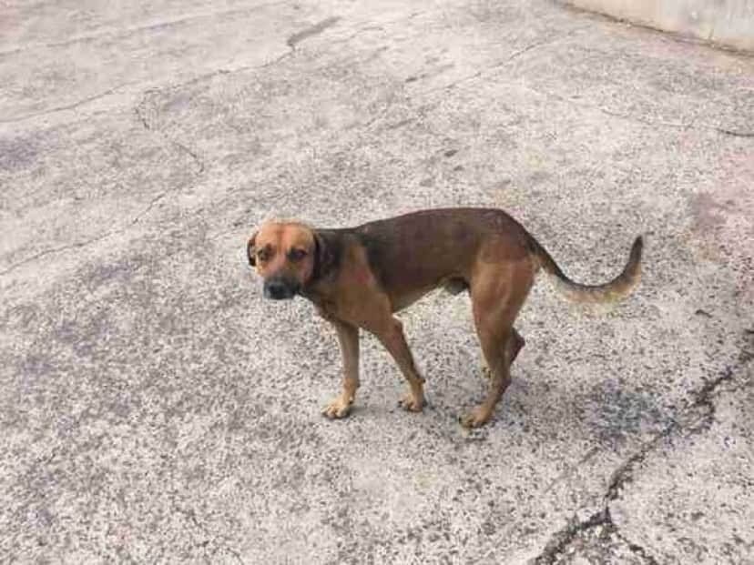 4か月間病院の前で 飼い主の帰りを待ち続ける犬 だが飼い主はすでに帰らぬ人に ブラジル カラパイア 4か月間病院の前で 飼い主の帰りを待ち続ける犬 だが飼い主はすでに帰らぬ人に ブラジル カラパイア