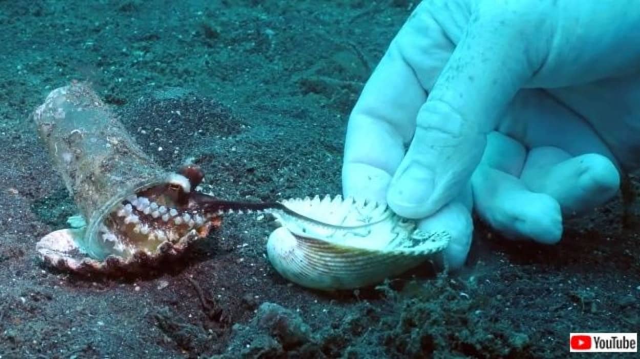 タコ様 こちらの物件がおススメです プラカップに棲むのタコに 最適の貝殻を斡旋するダイバー カラパイア タコ様 こちらの物件がおススメです プラカップに棲むのタコに 最適の貝殻を斡旋するダイバー カラパイア