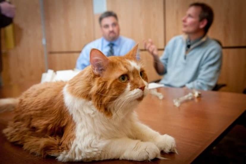 cyrano-the-cat-3d-printing_e