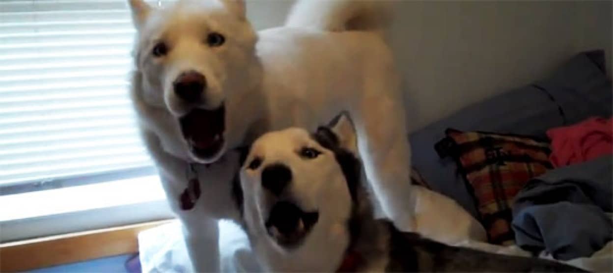 かけあいmax ハスキー犬が大熱唱する歌合戦会場はこちら カラパイア かけあいmax ハスキー犬が大熱唱する歌合戦会場はこちら カラパイア