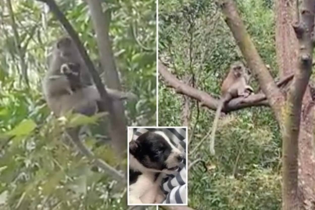 猿に連れ去られた子犬、3日後に救出