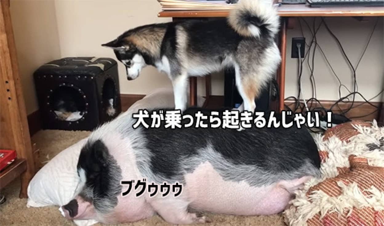寝るな 一緒に遊ぶんじゃい ブタの安眠を妨げるハスキー犬 カラパイア 寝るな 一緒に遊ぶんじゃい ブタの安眠を妨げるハスキー犬 カラパイア