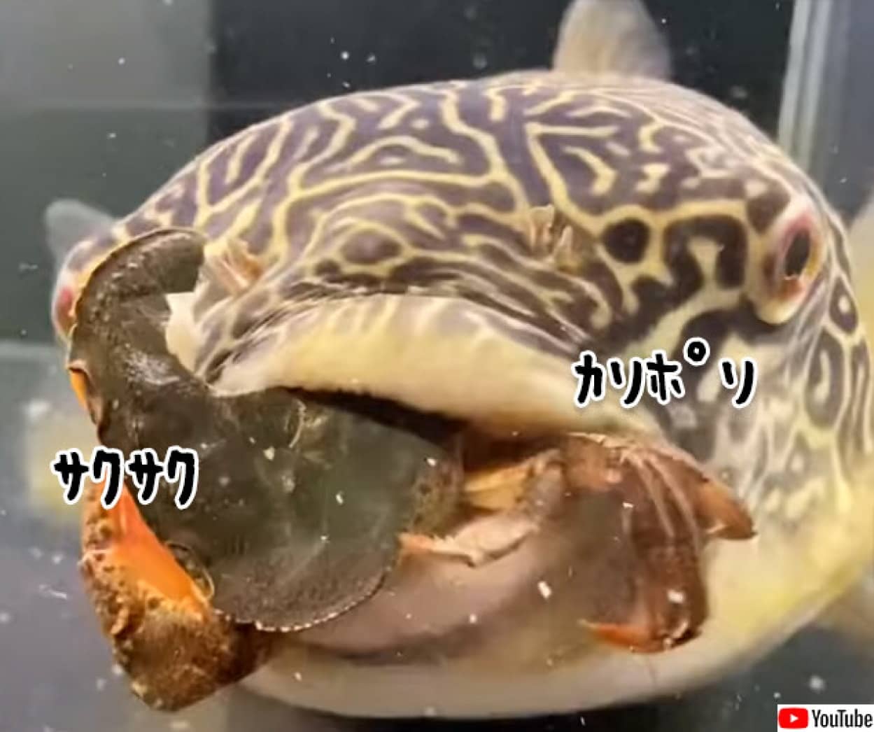 フグの歯すげぇ 生きたカニを丸ごとカリポリと完食 カラパイア