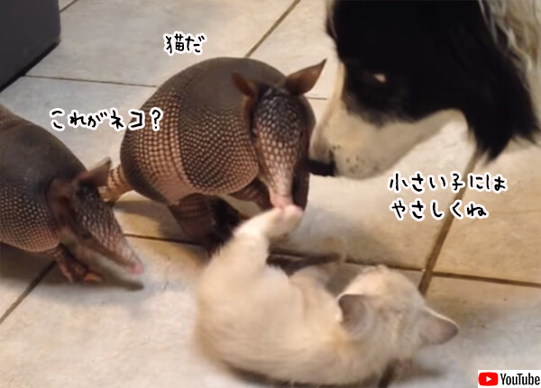 子猫をこねくりまわすアルマジロの子供たち、怪我しないよう全員をやさしく見守る犬