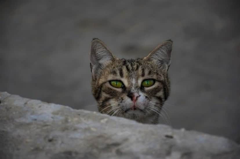 地域猫