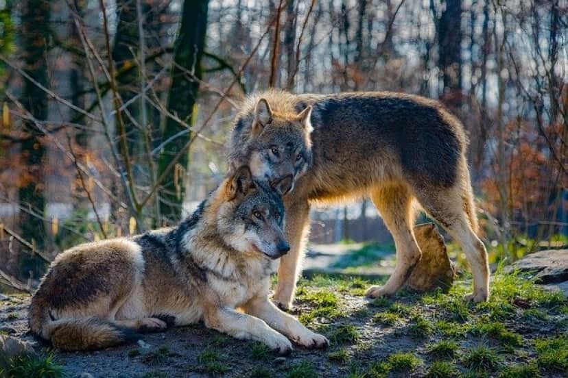 wolves-2178126_640