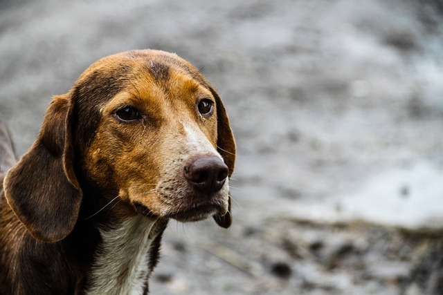 6匹の子犬たちを救う為、走行中の車に近づき必死に助けを求めた母犬