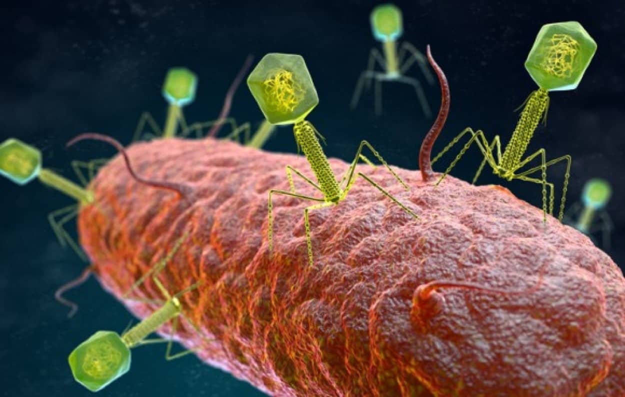 生物と非生物の境界を揺るがす細菌感染性ウイルスが発見される 米研究 カラパイア