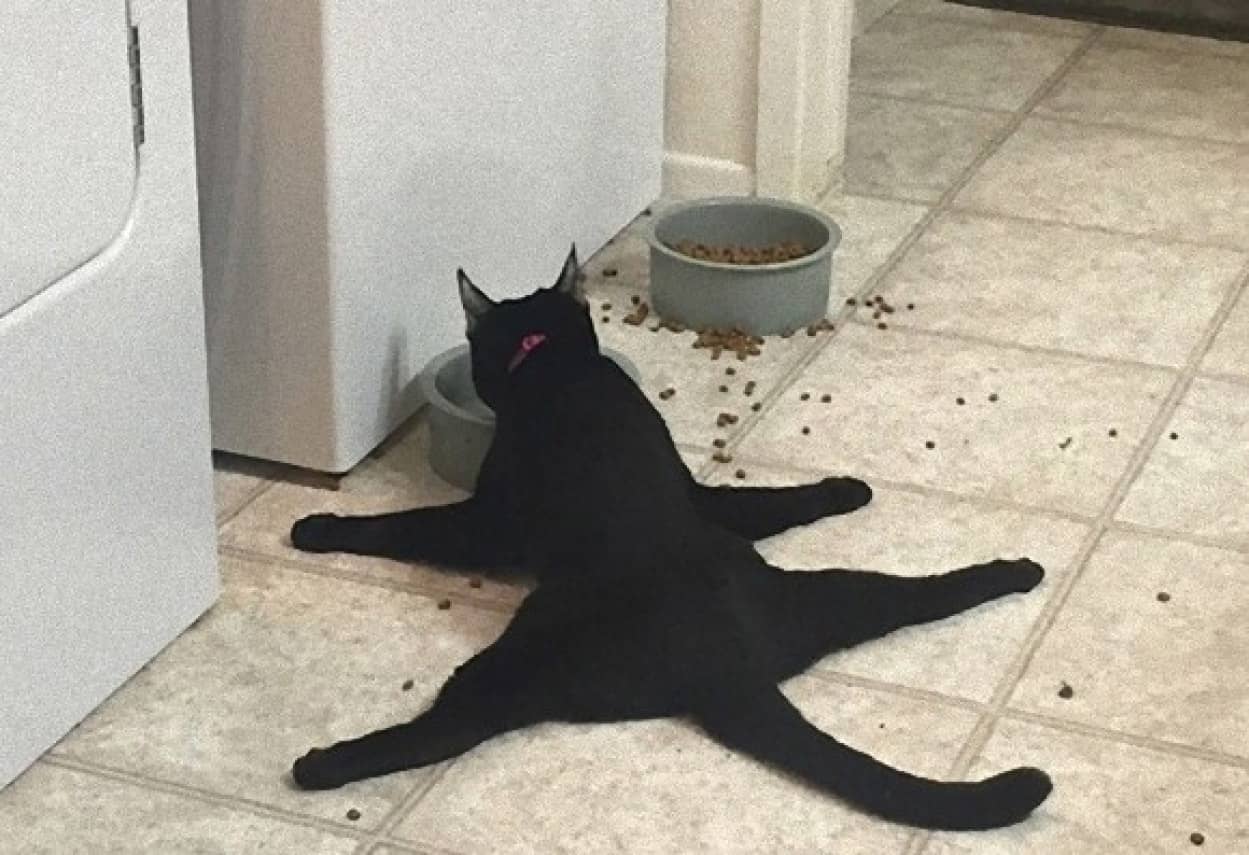 人間には理解不能な猫の理論 猫ロジック の法則にもとづいた猫たちの行動 カラパイア 人間には理解不能な猫の理論 猫ロジック の法則にもとづいた猫たちの行動 カラパイア