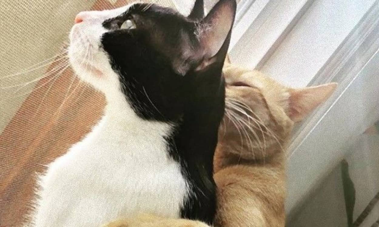 こんなに大きくなったんだよ 保護猫テンとスモーキーの幸せいっぱいエブリディライフを覗いてみた カラパイア