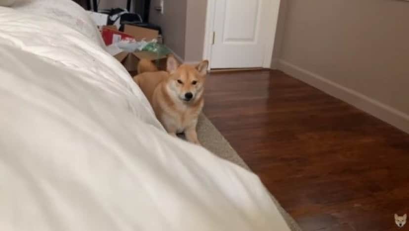 shiba1_e