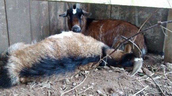捨てられていた2匹のヤギ 1匹はすでに亡くなっていた もう1匹は亡きヤギに寄り添い 離れることを断固として拒んだ カラパイア