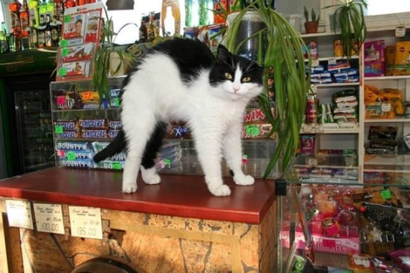 cat-4546844_640_e