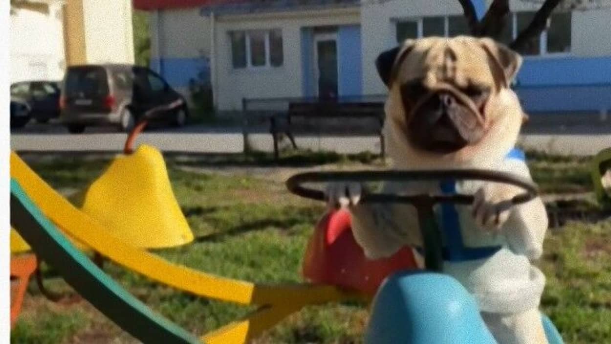 パグのチコさん メリーゴーランドに似た遊具でゆうらりと回る カラパイア