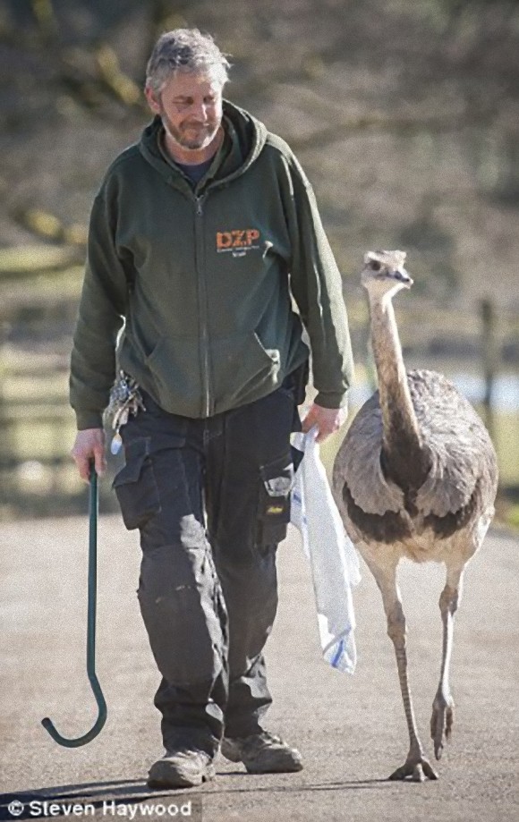 お父さんは人間だけど 動物園で生まれた鳥 レアのザズさんはこんなに大きくなっても人間のお父さんにどこまでもついてくる イギリス カラパイア