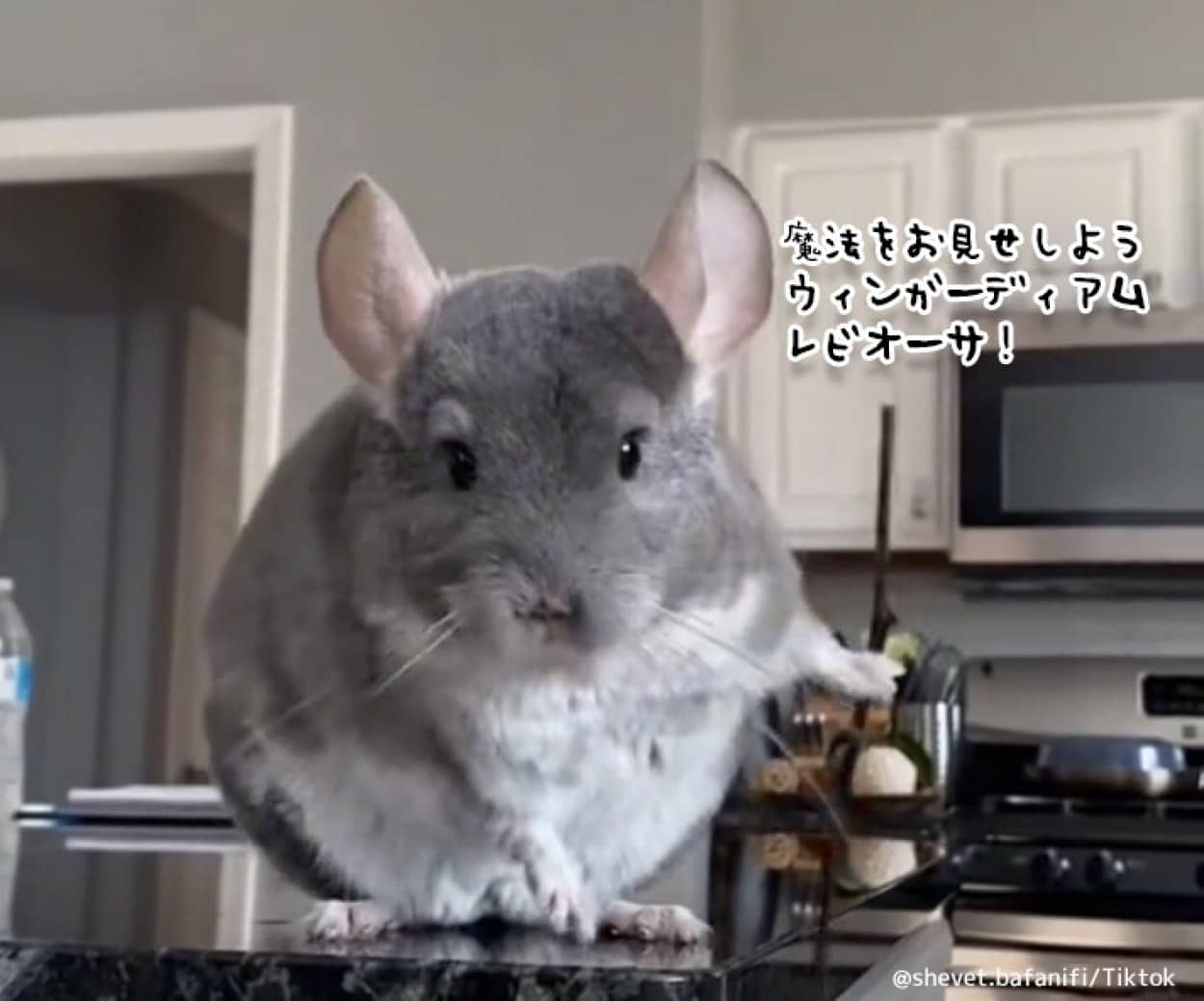 かっこよくポーズを決める魔法使い系チンチラ
